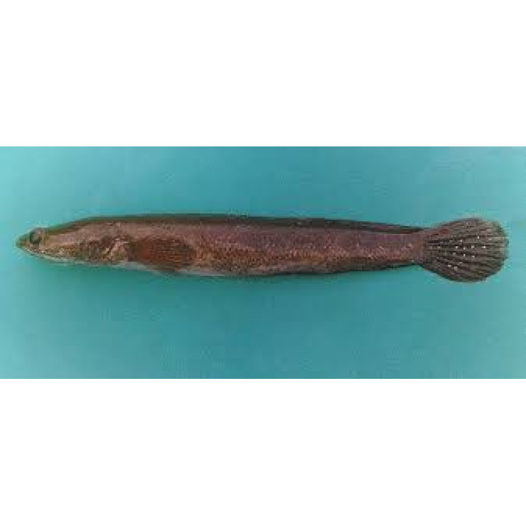 Cleaned Sea Viral fish / Sea Snake Head / Kadal വരാൽ - (400gm)